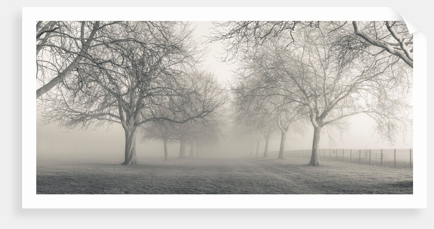 Pathway through trees by Assaf Frank